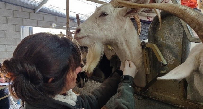 Más de 600 análisis en tambos ovinos y caprinos familiares de la provincia de Buenos Aires