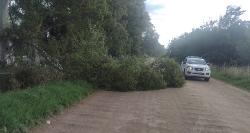 La caída de un árbol obstruyó el camino de la Escuela Agrícola