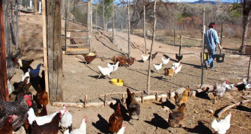 Zoonosis brinda recomendaciones ante la confirmación de los primeros casos de los primeros casos de Gripe Aviar en la provincia