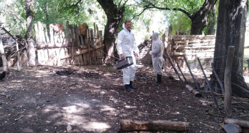 Influenza aviar: Se confirmó un caso positivo en aves de traspatio en la provincia de Buenos Aires