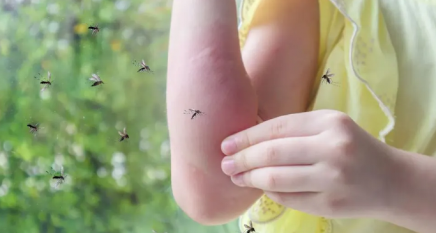 ¿Hasta cuándo se puede prolongar la invasión de mosquitos?