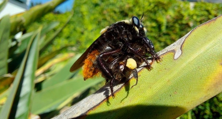 Se detectó crecimiento poblacional del “moscardón cazador de abejas” en Buenos Aires