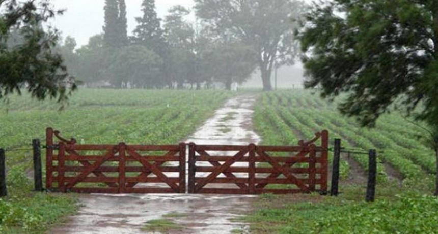 Llegó la lluvia y generó alivio en los cultivos, hubo registros que se destacan llegando hasta 80 milímetros