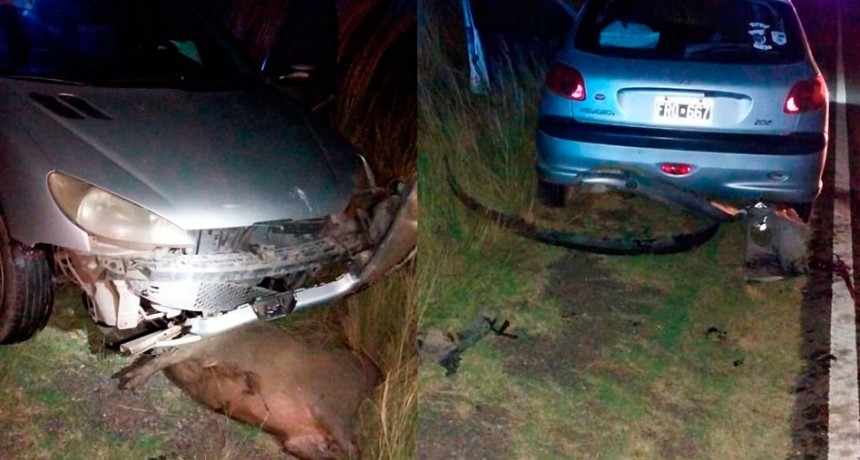 Ruta 65: Una familia de Henderson impactó con su auto a un carpincho de gran porte