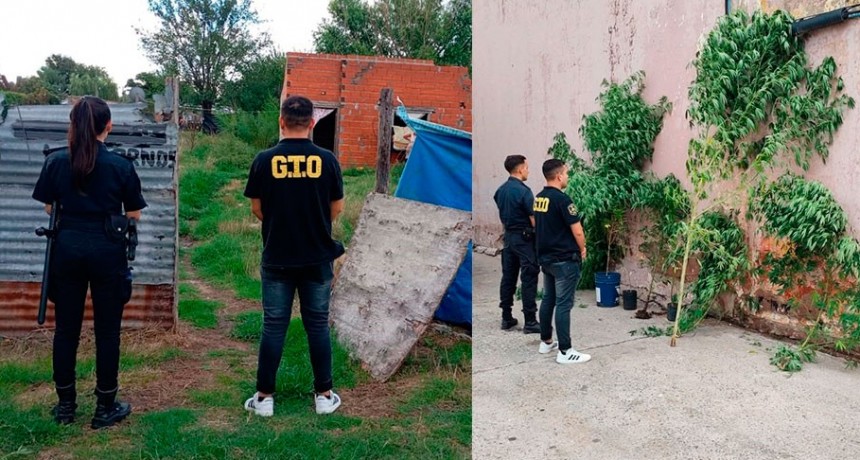 Informe Oficial Policía Departamental: Esclarecieron el robo a un Maxikiosco y en los allanamientos, secuestraron plantas de Marihuana