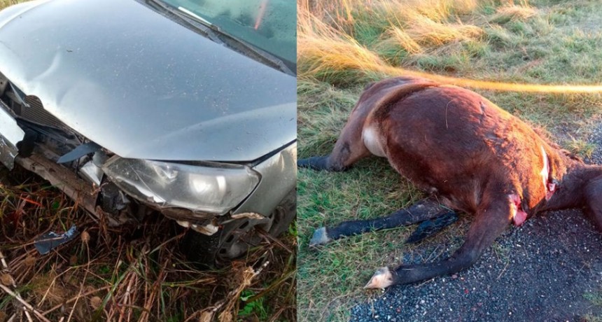Un equino sobre la ruta ocasionó un accidente esta madrugada