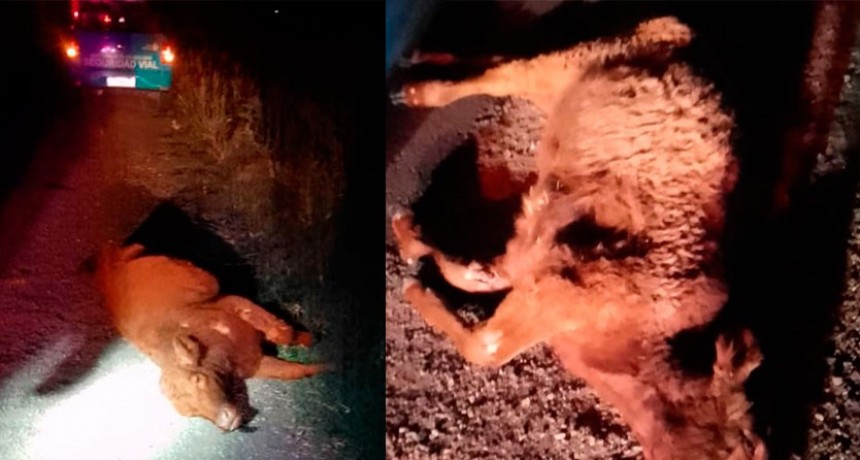 Se presume que hubo un impacto de un cami&oacute;n contra un animal vacuno, pero al arribar al lugar no hab&iacute;a ning&uacute;n veh&iacute;culo