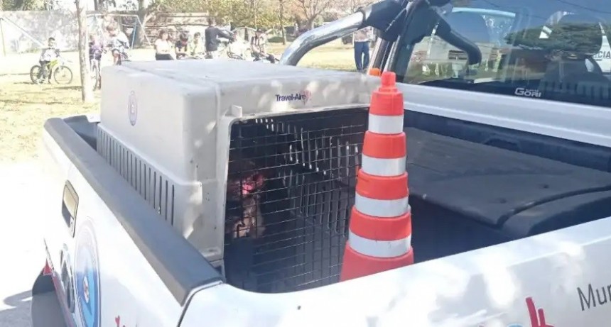 Olavarría: Murió el niño que fue atacado por un Pitbull en el barrio Coronel Dorrego