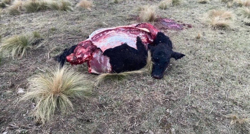 Olavarría: Fuerte golpe a un productor rural, los abigeos le carnearon siete terneros en una noche
