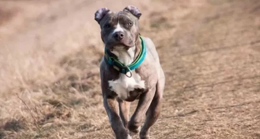 Bahía Blanca: Inédita medida tomó un juez, fue detenida la dueña de un pitbull que atacó a varias personas y nunca obedeció las órdenes judiciales
