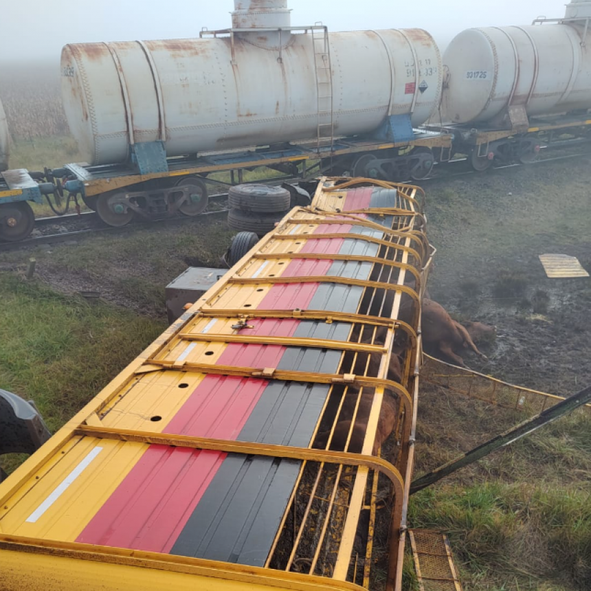 Azul: Impactaron un camión cargado de hacienda y un tren con una formación ferroviaria