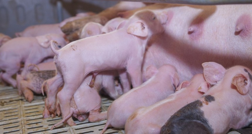 Bioseguridad en las granjas porcinas para fortalecer la sanidad de la producci&oacute;n