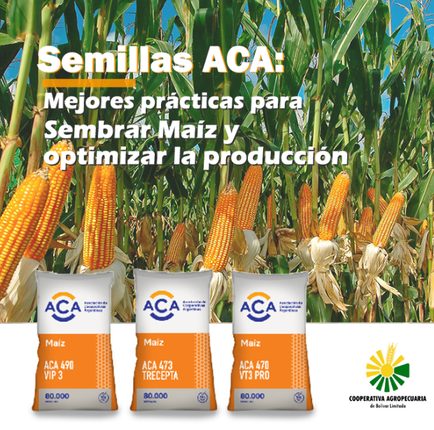 Informe de Cooperativa Agropecuaria: Al momento de implantar el Maíz ¿Qué debemos conocer?