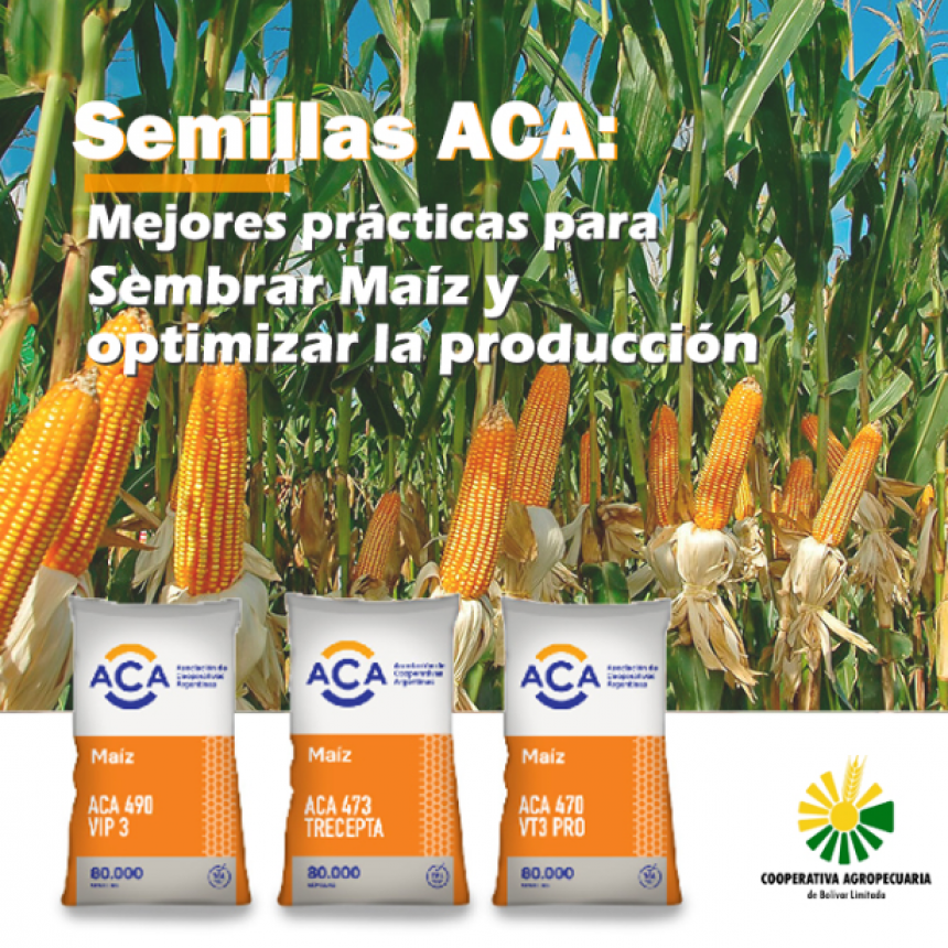 Informe de Cooperativa Agropecuaria: Al momento de implantar el Maíz ¿Qué debemos conocer?