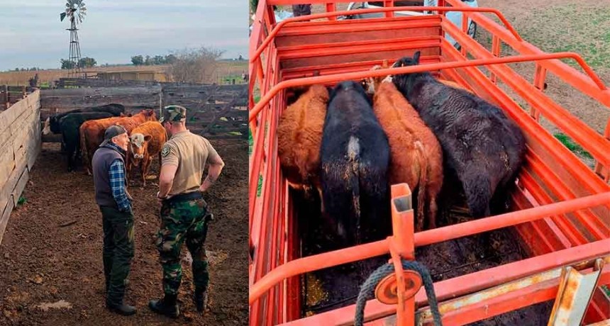 Informe Patrulla Rural: Secuestraron 6 animales que habían sido denunciado como faltantes