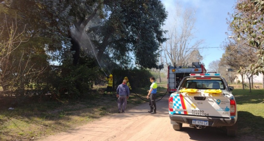 Bomberos extinguieron el incendio de un pino