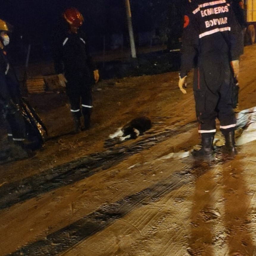 Habrían envenenado al menos tres perros