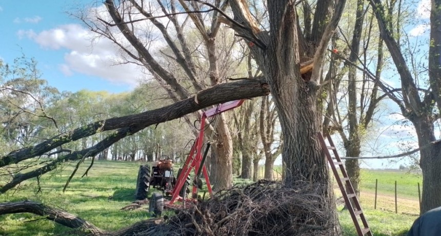 Estancia El Querubín: Una persona quedó atrapada mientras realizaba tareas de poda en árboles