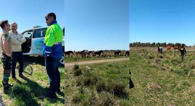 Se secuestraron 11 Equinos en la vía pública en el marco de un operativo