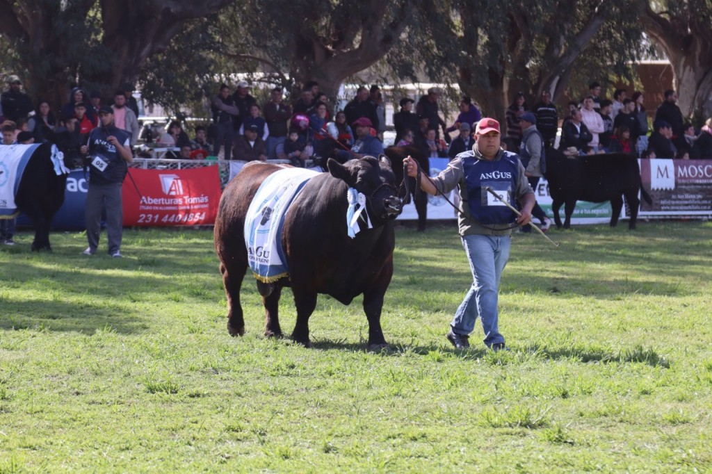 Bolívar se prepara para recibir la Tercera Expo Angus Federal