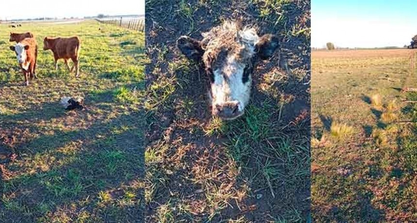 Un productor agropecuario pide mayor presencia de la Policía para prevenir Abigeatos que le han sucedido en su campo