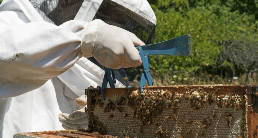 PEC: Red de vigilancia activa con seguimiento de 150 Apiarios en Argentina, informe del SENASA