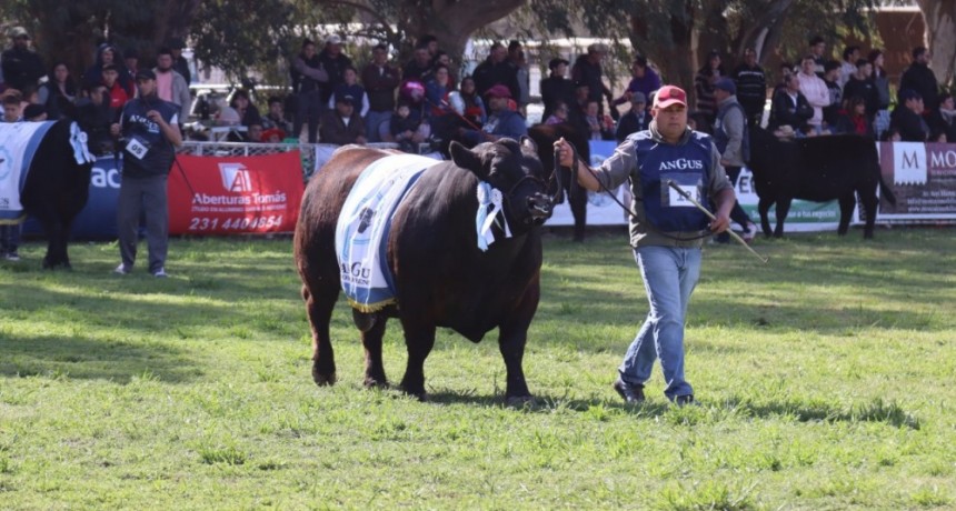 Bolívar se prepara para recibir la Tercera Expo Angus Federal