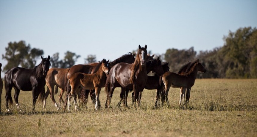 En temporada de mosquitos, reforzar la prevención contra la Encefalomielitis Equina