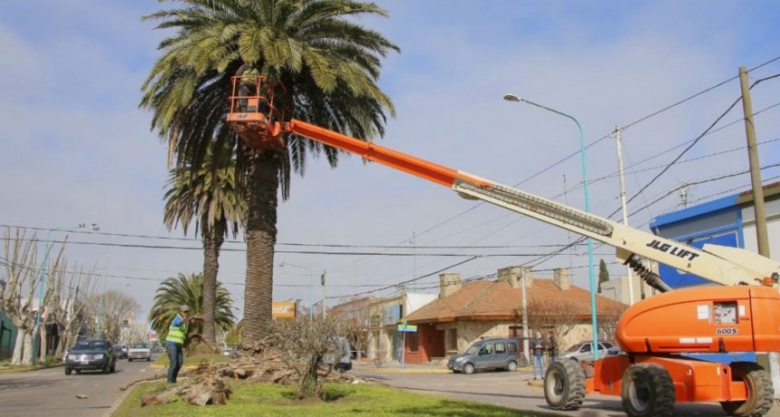 La secretaria de Espacios Públicos y Ambientes realiza trabajos de poda de palmeras