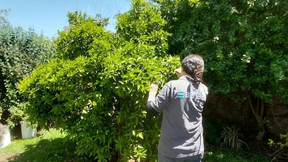 Monitoreos en plantas cítricas sin detección de HLB en la provincia de Buenos Aires