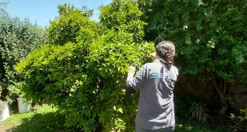 Monitoreos en plantas cítricas sin detección de HLB en la provincia de Buenos Aires