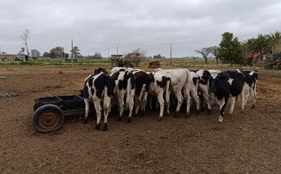 Informe Oficial Comando de Prevención Rural: Quedó resuelto el faltante de 11 vaquillonas que se buscaban en inmediaciones a la Escuela nº20