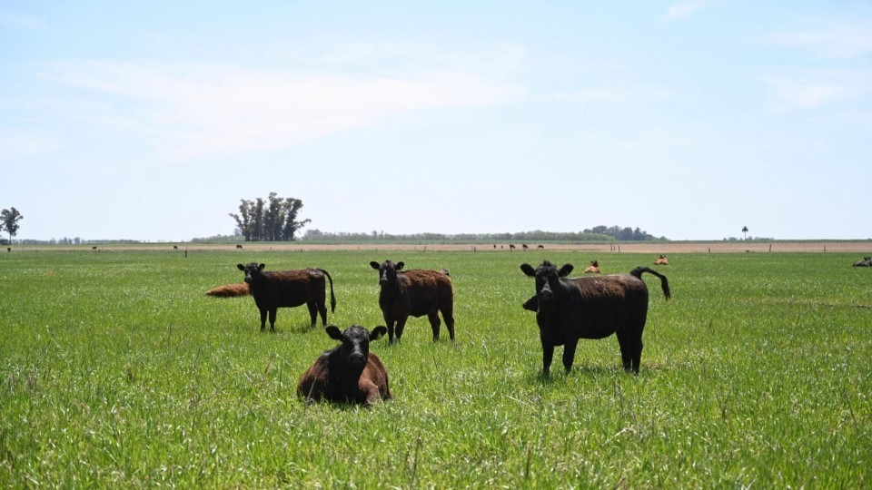 Fiebre aftosa: Medidas excepcionales para la 2° campaña de vacunación por contingencias climáticas