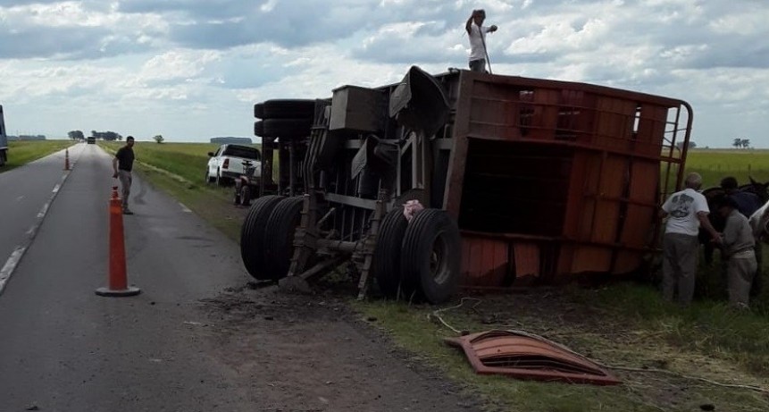 Ruta 226: un camionero volcó un acoplado y murieron 20 animales que transportaba