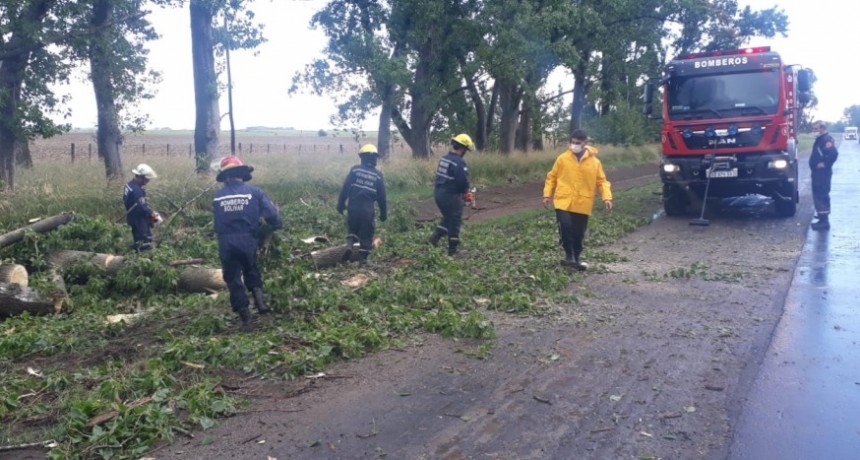 Cayó una planta sobre la ruta en “Los 4 Vientos”
