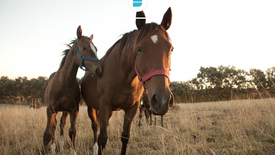 Medidas sanitarias de contención y control ante brotes de Encefalomielitis Equinas