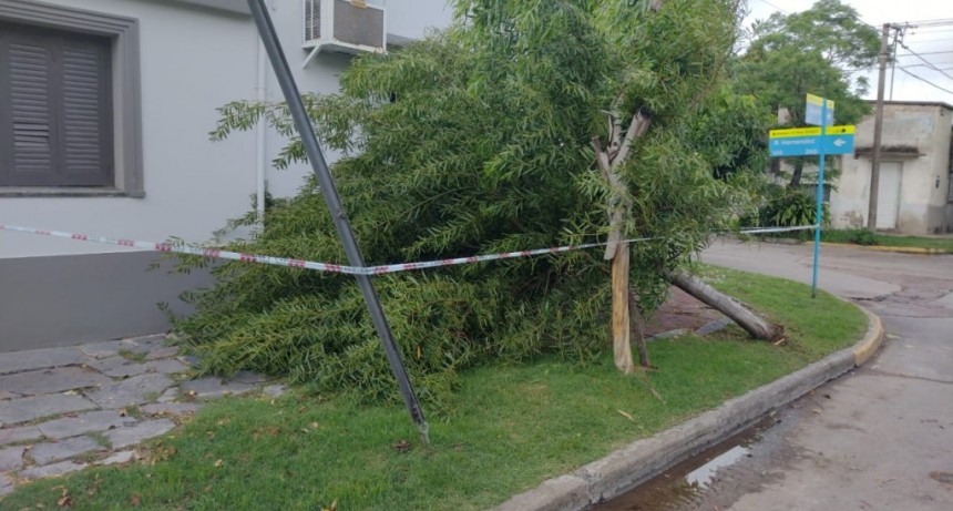 Alertan a vecinos que circulen por Viamonte y Rafael Hernández, tras la caída de un árbol