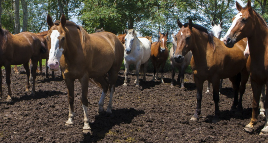  Encefalomielitis Equinas: Se suspendieron las actividades que contemplaban el movimiento de animales en toda la zona