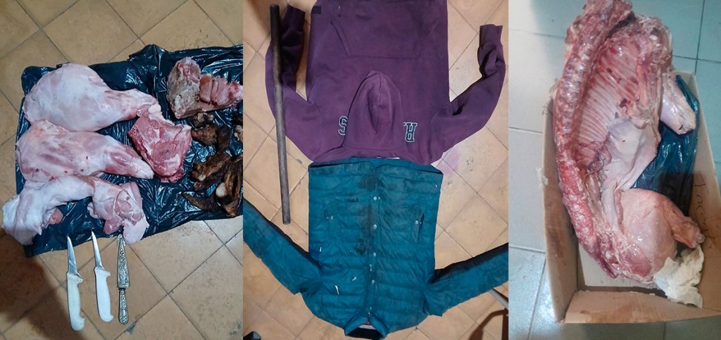 Informe Oficial Jefatura Policía Departamental: Cayó un sospechoso por dos hechos y la Policía esclareció el robo de porcinos en Bolívar