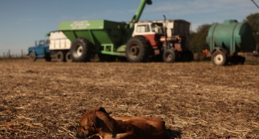 Medidas sanitarias para prevenir la hidatidosis en producciones pecuarias